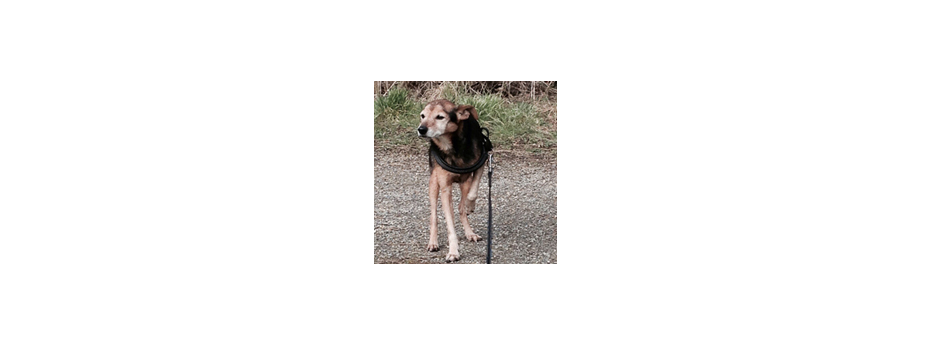 Hunde Vermittlung Tierschutz Aachen Rettungskörbchen