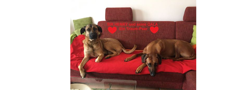 Hund Adoption Aachen