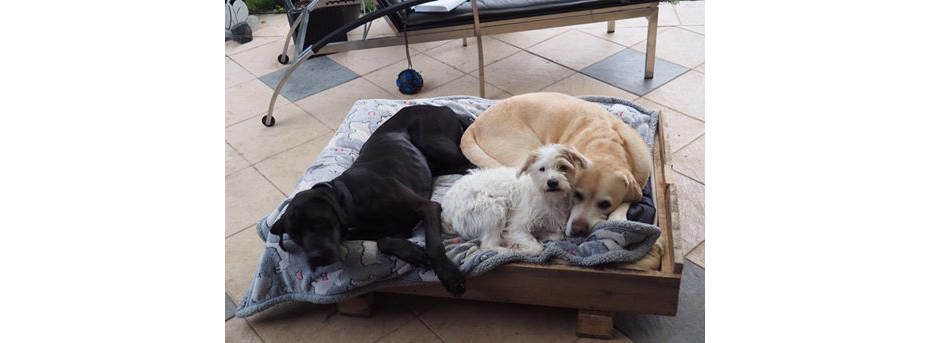 Hunde Vermittlung Tierschutz Aachen Rettungskörbchen