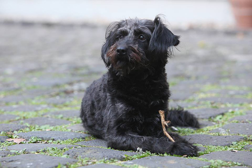 Hunde Vermittlung Tierschutz Aachen Rettungskörbchen