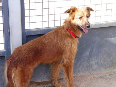 Hunde Vermittlung Tierschutz Aachen Rettungskörbchen