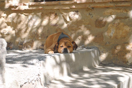 Hunde Vermittlung Tierschutz Aachen Rettungskörbchen